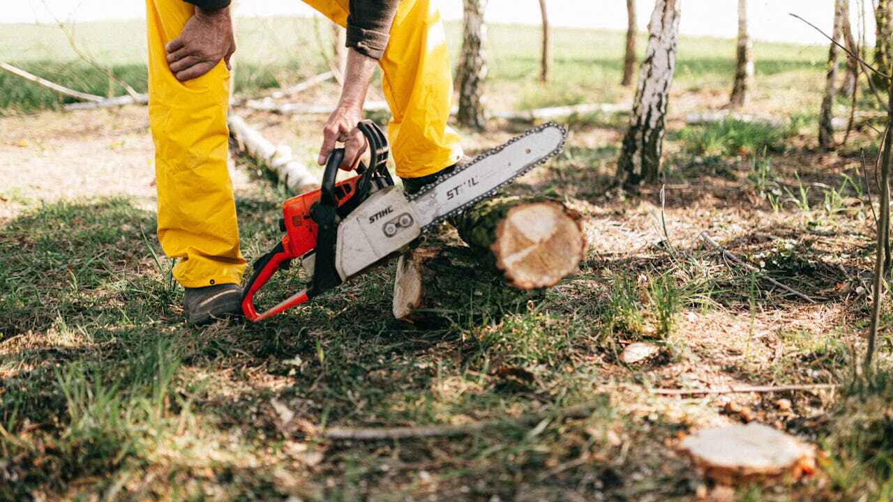 Best Tree Root Removal  in Seminole Manor, FL